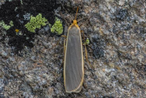 Eilema lurideola